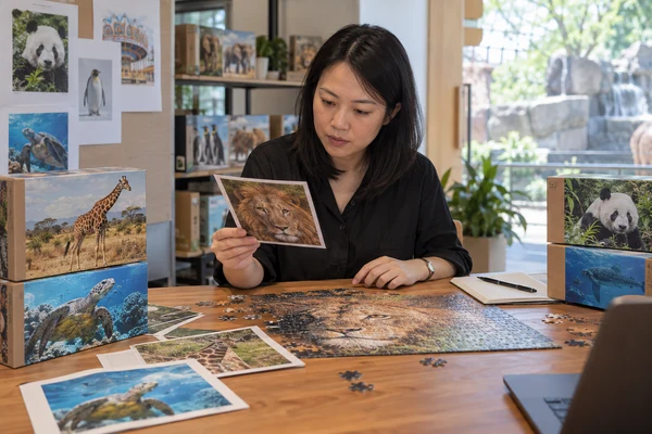 Asian adult attraction buyer checking animal puzzle proofs and reference cards